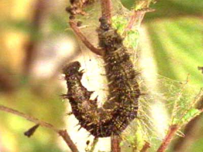 tortoiseshell-caterpillar/jpg
