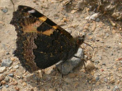 tortoiseshell-dung_0810/jpg